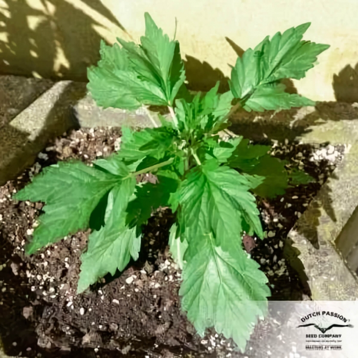 Auto Duck de Dutch Passion - Semillas de marihuana autofloreciente, crecimiento.