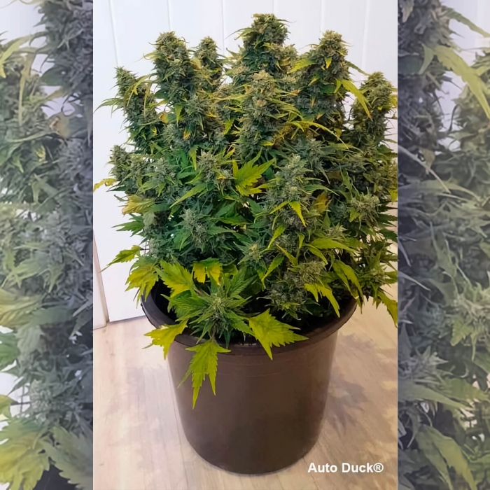 Auto Duck de Dutch Passion - Semillas de marihuana autofloreciente, planta productiva.