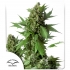Auto Duck de Dutch Passion - Semillas de marihuana autofloreciente, blister.