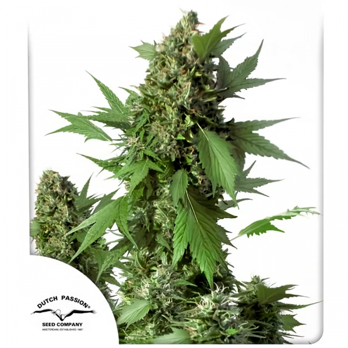 Auto Duck de Dutch Passion - Semillas de marihuana autofloreciente, blister.