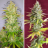 Auto Lemon Kix de Dutch Passion - Semillas de marihuana autoflorecientes, puntas principales.