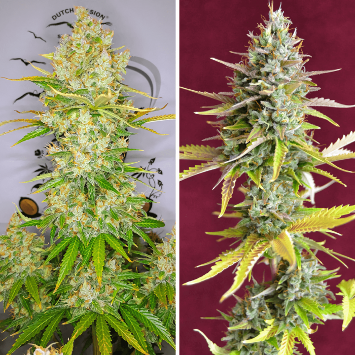 Auto Lemon Kix de Dutch Passion - Semillas de marihuana autoflorecientes, puntas principales.