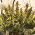 Auto Lemon Kix de Dutch Passion - Semillas de marihuana autoflorecientes, planta.