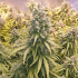 Auto Lemon Kix de Dutch Passion - Semillas de marihuana autoflorecientes, cultivo de interior.
