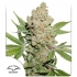 Auto Lemon Kix de Dutch Passion - Semillas de marihuana autoflorecientes, blister.