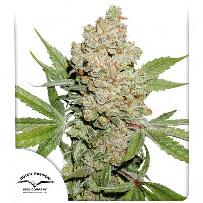 Auto Lemon Kix de Dutch Passion - Semillas de marihuana autoflorecientes, blister.