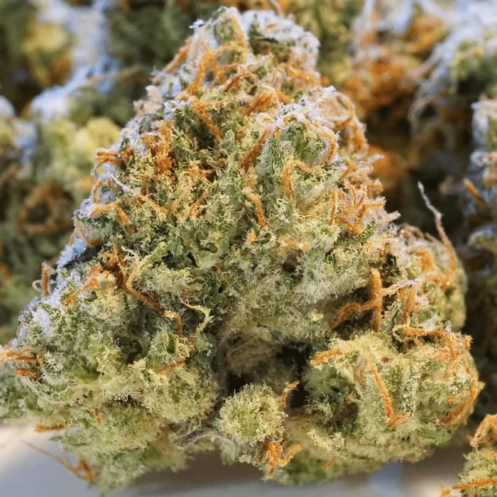 Auto Night Queen de Dutch Passion - Semillas de marihuana autofloreciente, resina.