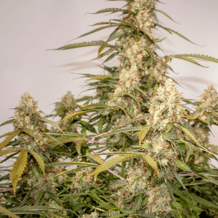 Auto Night Queen de Dutch Passion - Semillas de marihuana autofloreciente, planta.