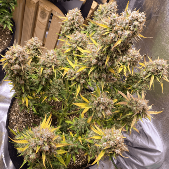 Auto Night Queen de Dutch Passion - Semillas de marihuana autofloreciente, puntas principales.