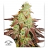 Auto Night Queen de Dutch Passion - Semillas de marihuana autofloreciente, blister.