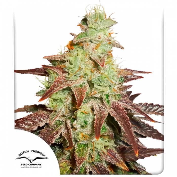 Auto Night Queen de Dutch Passion - Semillas de marihuana autofloreciente, blister.