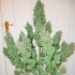 AUTO ULTIMATE (Dutch Passion Seeds)