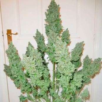 Semillas de marihuana feminizadas autoflorecientes Auto Ultimate de Dutch Passion Seeds, planta.