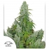 Semillas de marihuana feminizadas autoflorecientes Auto Ultimate de Dutch Passion Seeds, blister.