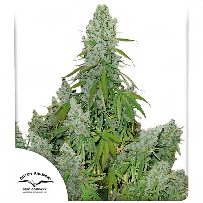Semillas de marihuana feminizadas autoflorecientes Auto Ultimate de Dutch Passion Seeds, blister.