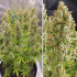 Semillas de marihuana feminizadas autoflorecientes Auto Ultimate de Dutch Passion Seeds, cultivo de interior.