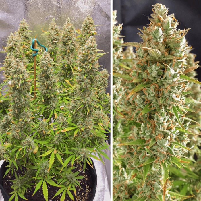 Semillas de marihuana feminizadas autoflorecientes Auto Ultimate de Dutch Passion Seeds, cultivo de interior.