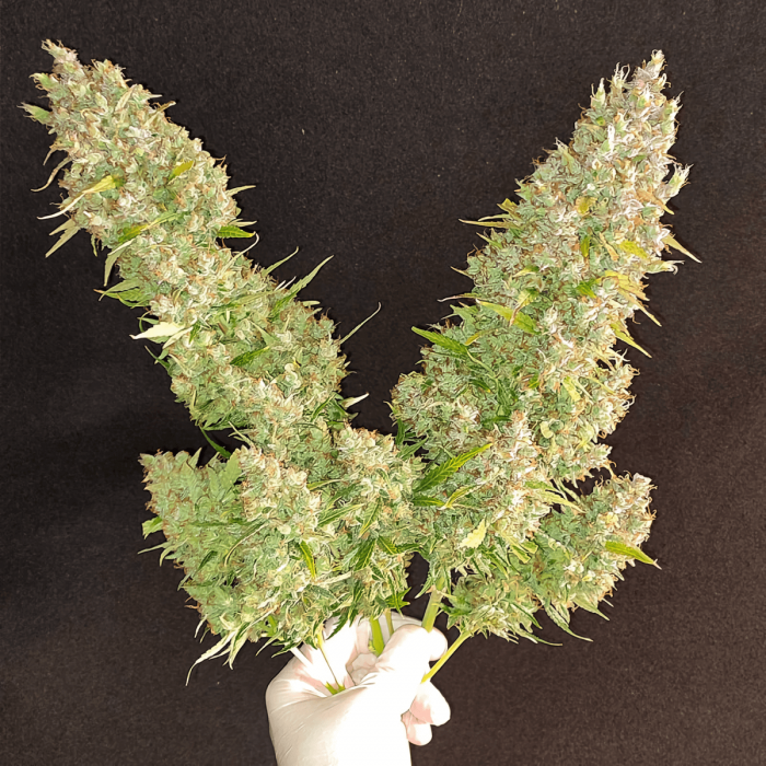 Semillas de marihuana feminizadas autoflorecientes Auto Ultimate de Dutch Passion Seeds, puntas principales.