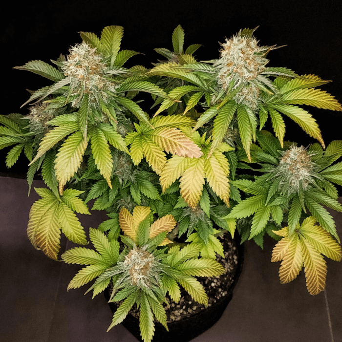 Banana Blaze Dutch Passion - Semillas de marihuana feminizadas, puntas.