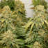 Banana Blaze Dutch Passion - Semillas de marihuana feminizadas, cogollos.