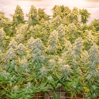 Banana Blaze Dutch Passion - Semillas de marihuana feminizadas, cultivo de interior.