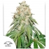 Banana Blaze Dutch Passion - Semillas de marihuana feminizadas, blister.
