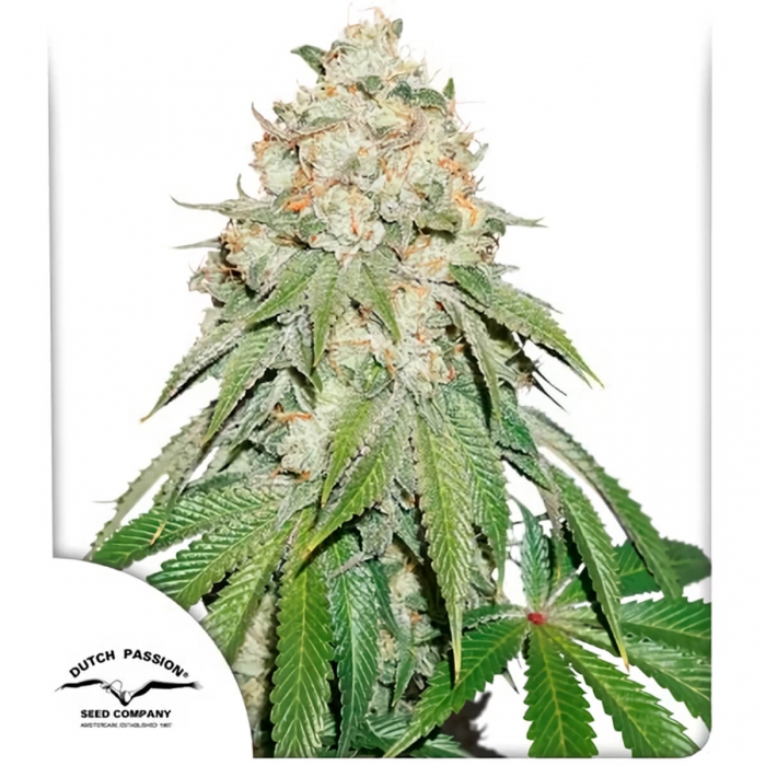 Banana Blaze Dutch Passion - Semillas de marihuana feminizadas, blister.