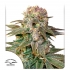 C-Vibez Dutch Passion - Semillas de marihuana feminizadas, blister.