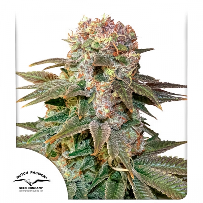 C-Vibez Dutch Passion - Semillas de marihuana feminizadas, blister.