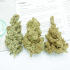 C-Vibez Dutch Passion - Semillas de marihuana feminizadas, cogollos secos.