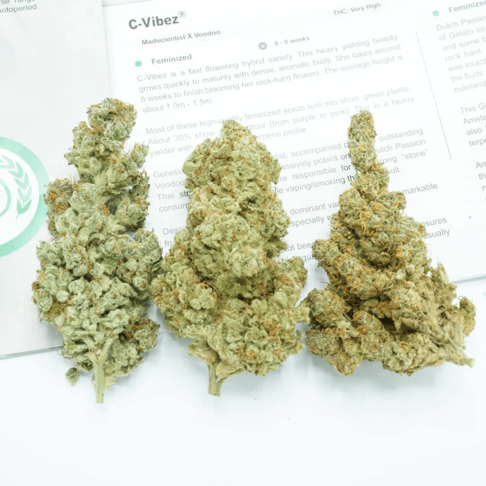 C-Vibez Dutch Passion - Semillas de marihuana feminizadas, cogollos secos.