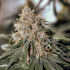C-Vibez Dutch Passion - Semillas de marihuana feminizadas, cogollo.