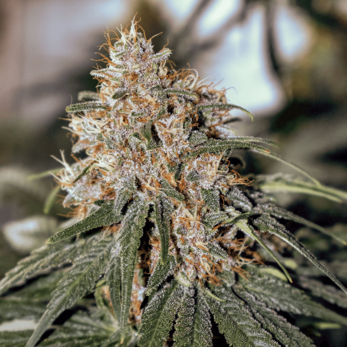C-Vibez Dutch Passion - Semillas de marihuana feminizadas, cogollo.