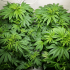 C-Vibez Dutch Passion - Semillas de marihuana feminizadas, cultivo en crecimiento.