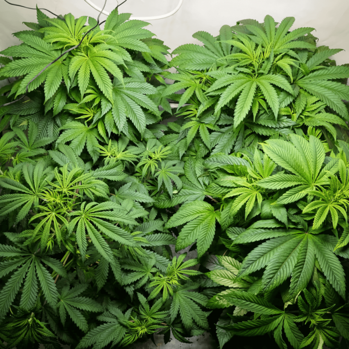 C-Vibez Dutch Passion - Semillas de marihuana feminizadas, cultivo en crecimiento.