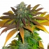 Californian Orange de Dutch Passion - Semillas feminizadas, planta morada.