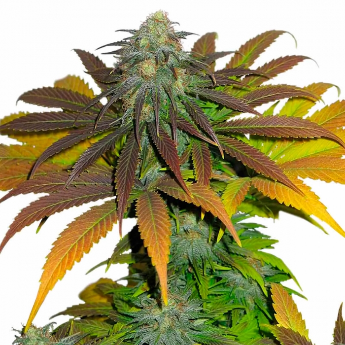 Californian Orange de Dutch Passion - Semillas feminizadas, planta morada.