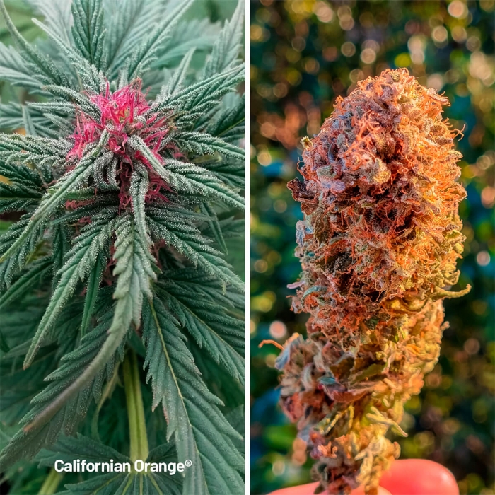 Californian Orange de Dutch Passion - Semillas feminizadas, cogollo naranja.