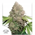 CBD Charlote's Angel de Dutch Passion - Semillas de marihuana medicinal, blister.