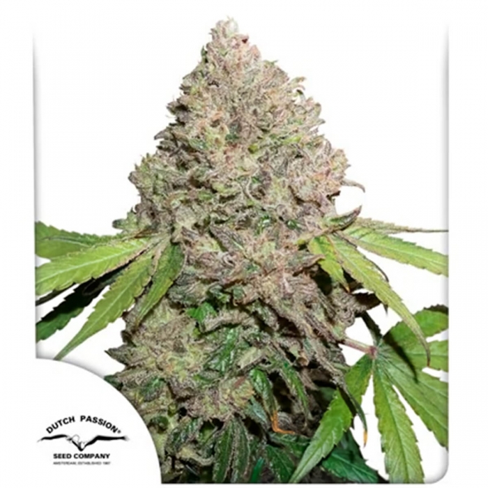 CBD Charlote's Angel de Dutch Passion - Semillas de marihuana medicinal, blister.