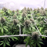 CBD Charlote's Angel de Dutch Passion - Semillas de marihuana medicinal, SCROG.