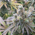 CBD CHARLOTTE'S ANGEL (Dutch Passion Seeds)