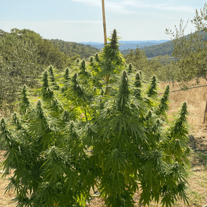 CBD Charlote's Angel de Dutch Passion - Semillas de marihuana medicinal, cultivo de exterior.