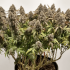 CBD Charlote's Angel de Dutch Passion - Semillas de marihuana medicinal, puntas principales.