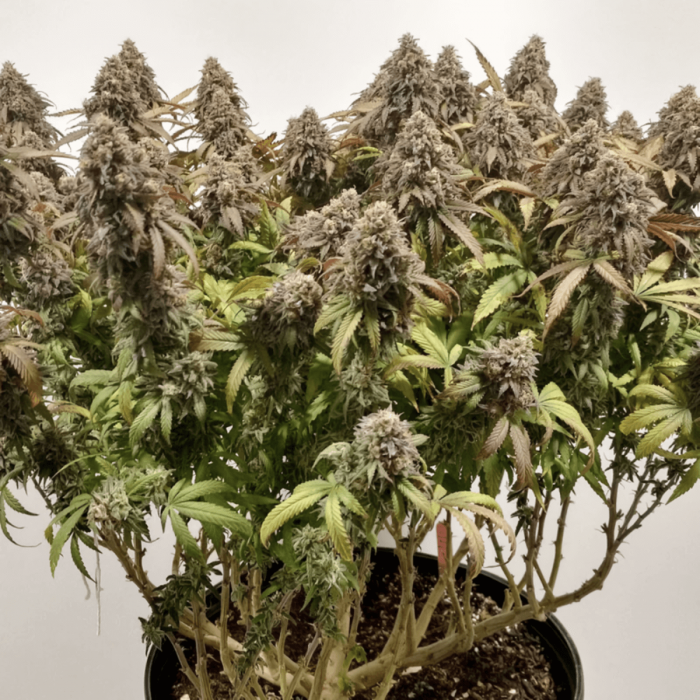 CBD Charlote's Angel de Dutch Passion - Semillas de marihuana medicinal, puntas principales.