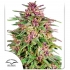 Frisian Dew de Dutch Passion - Semillas de marihuana feminizadas, blister.
