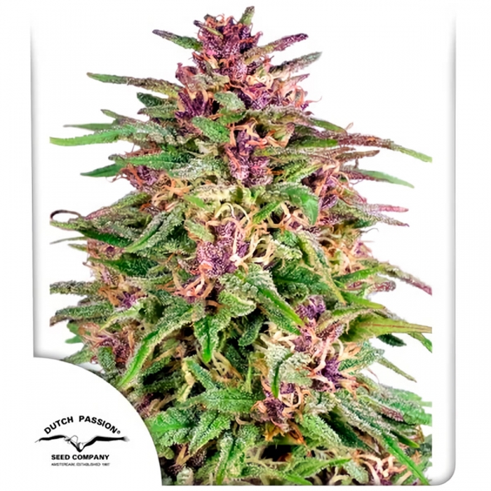 Frisian Dew de Dutch Passion - Semillas de marihuana feminizadas, blister.