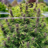 Frisian Dew de Dutch Passion - Semillas de marihuana feminizadas, planta morada.