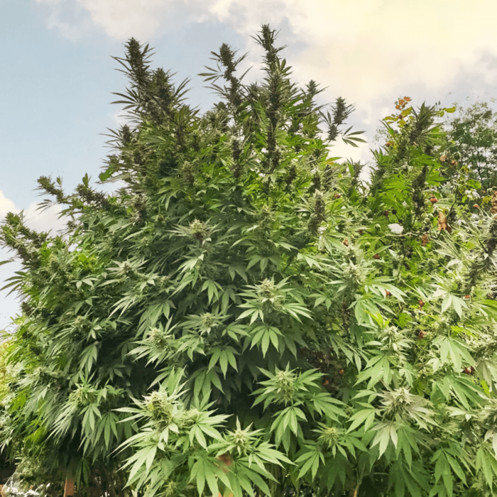 Frisian Dew de Dutch Passion - Semillas de marihuana feminizadas, cultivo de exterior.