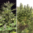 Frisian Dew de Dutch Passion - Semillas de marihuana feminizadas, plantas.